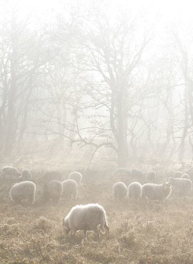 Koude temperaturen vraagt om Shepherd pantoffels